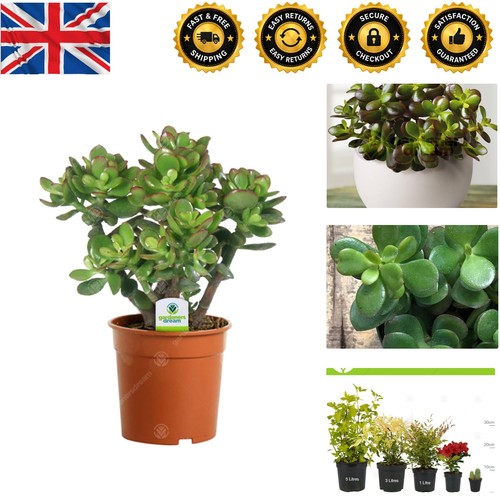 Low maintenance crassula ovata - low,