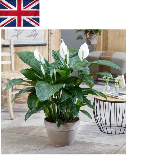 Peace lily indoor - indoor, real