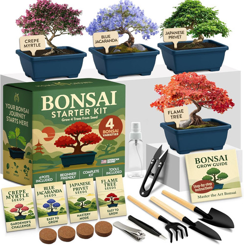 Kit inicio arbol bonsai regalo