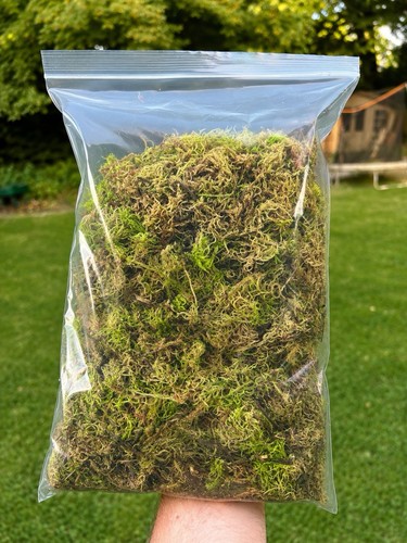 Fresh welsh live sphagnum - fresh, moss